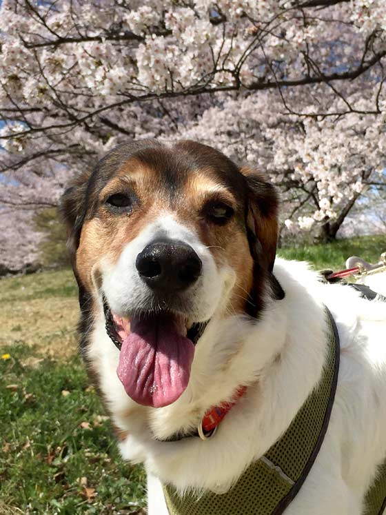 桜と愛犬