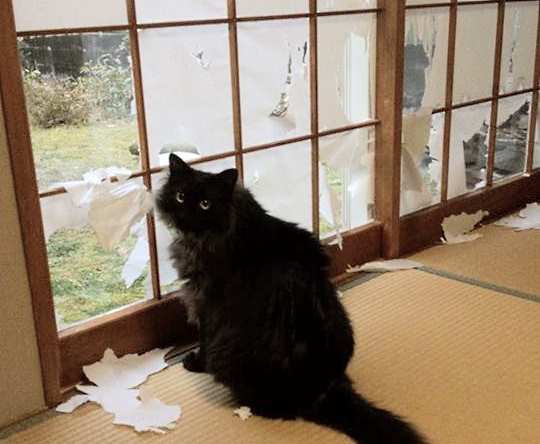 猫の障子破り