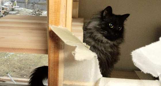 猫と障子貼り