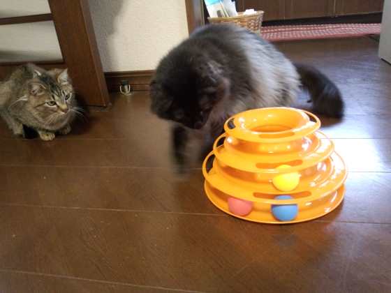 内祝いで遊ぶ猫と遊ばない猫