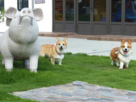 愛犬コーギー