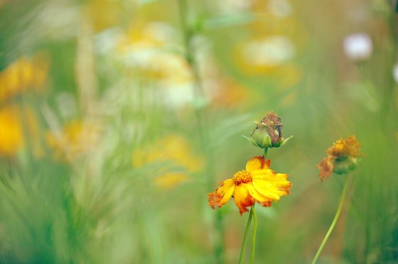 外来の花