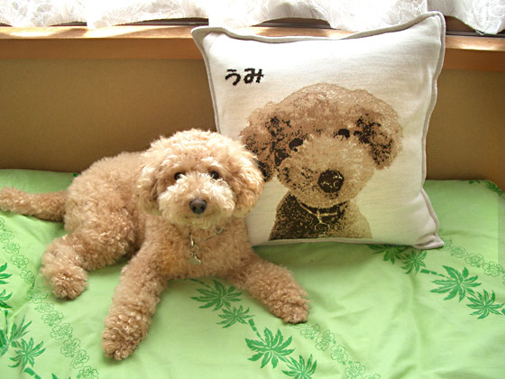 dog cushion custom made