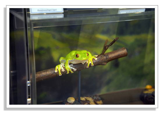 カエルを飼っている人