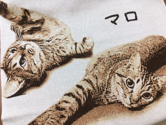 猫のひざ掛け