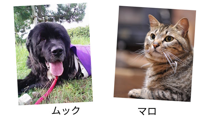 うちの子