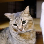かわいい猫