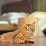 天国の猫