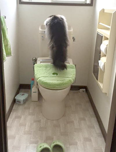 トイレの水を飲む猫