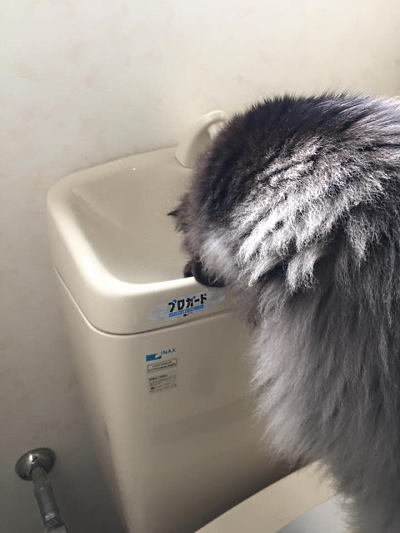 トイレの水を飲む猫