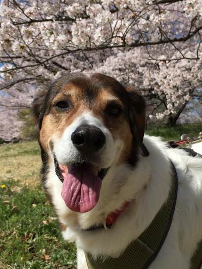 愛犬と桜