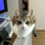 猫の写真