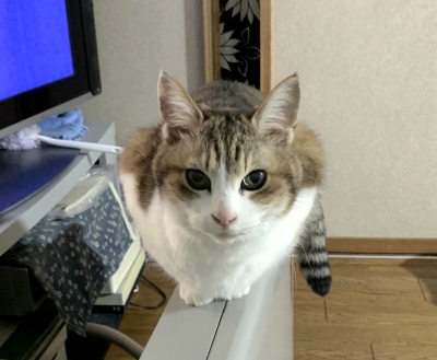 猫の写真