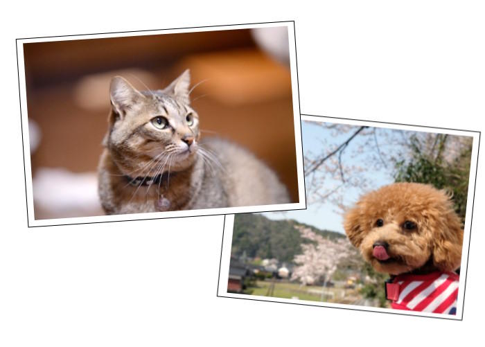petphoto